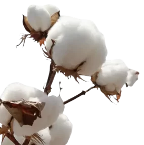 Celulosa de Algodon para Enjoyable Toallas Día en Colombia- composicion de toallas hgw, beneficios (3)