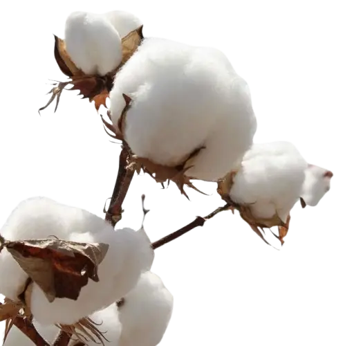 Celulosa de Algodon para Enjoyable Toallas Día en Colombia- composicion de toallas hgw, beneficios (3)