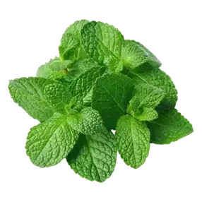 Menta - Ingrediente de la crema dental sin flúor