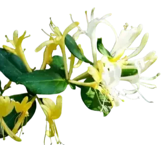 madreselva-japonesa - Ingrediente de la crema dental sin flúor